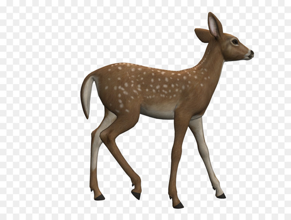 Red deer White-tailed deer Roe deer Clip art - deer