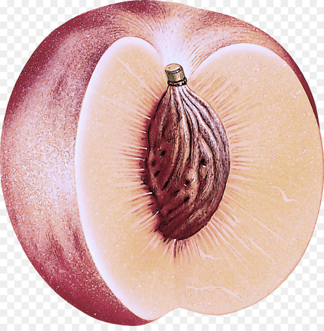 red onion onion plant fruit vegetable