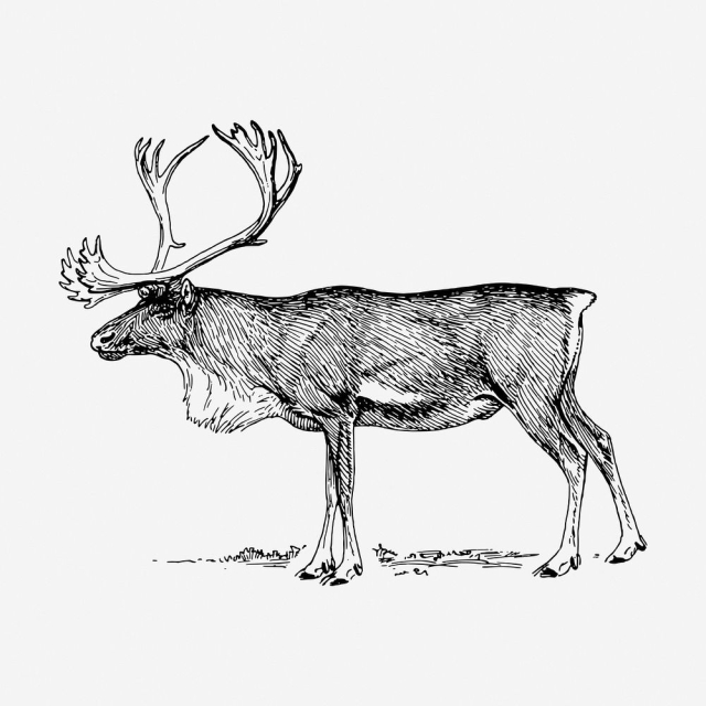 Reindeer drawing, vintage wildlife illustration. | Free Photo - rawpixel