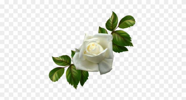 Resultado De Imagen Para Flores Blancas De Duelo Png - Rosas Blancas Png