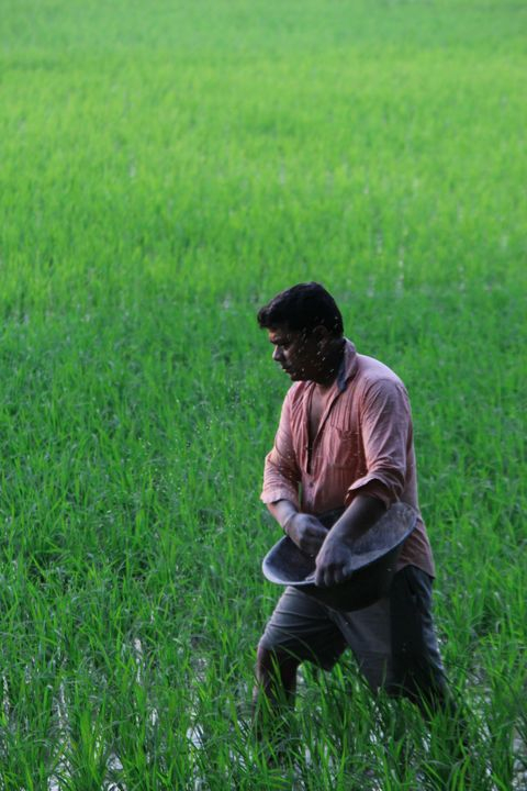 Rice Farmer Working in Lush Green Field