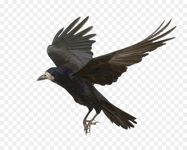 Rook Common raven Bird Carrion crow Flight - Flying Crow