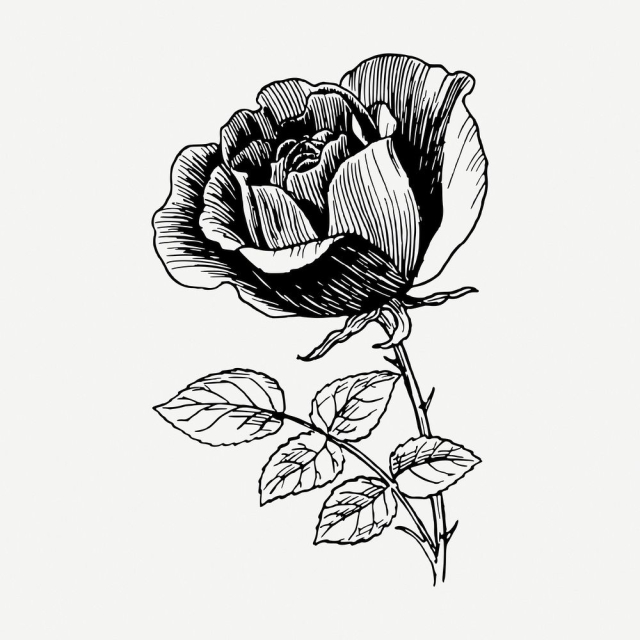 Rose flower drawing, vintage botanical | Free PSD - rawpixel