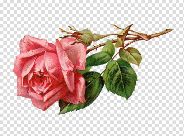 Free: Rose Flower Pink , A rose transparent background PNG clipart