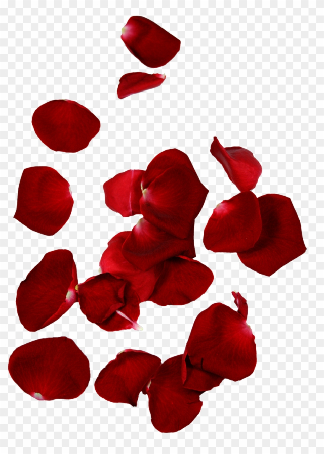 Free: Rose Petal Flower Leaf Rose Petal Flower Leaf nohat cc