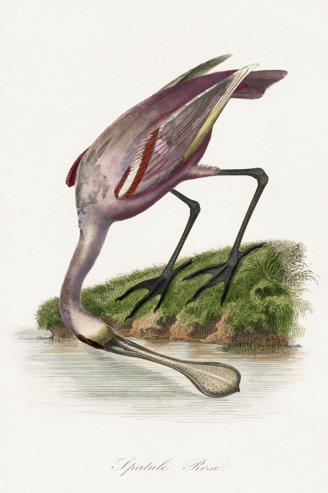 Roseate spoonbill painting by Paul | Free Photo Illustration - rawpixel