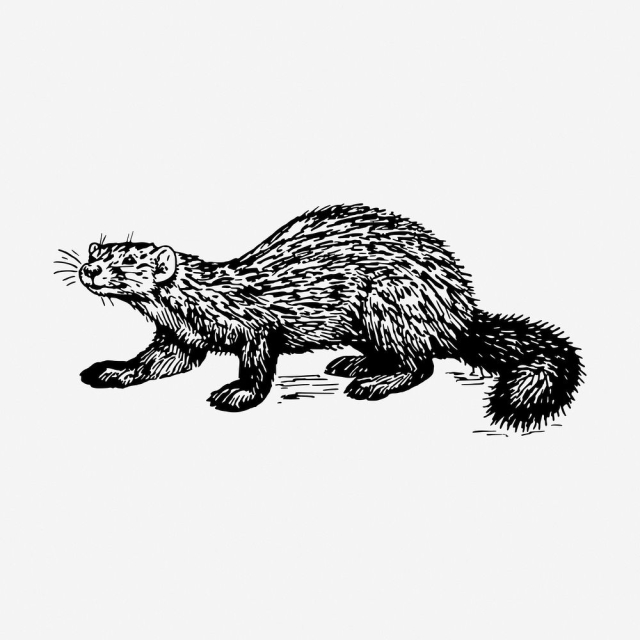 Sable drawing, vintage wildlife illustration. | Free Photo - rawpixel
