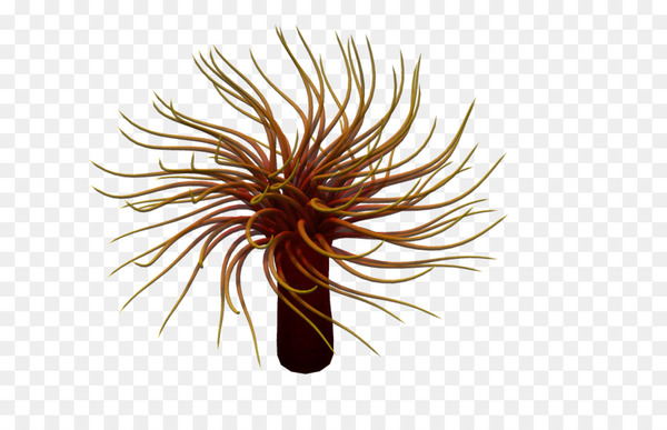 Sea anemone Animal - 3d cartoon animals marine animals