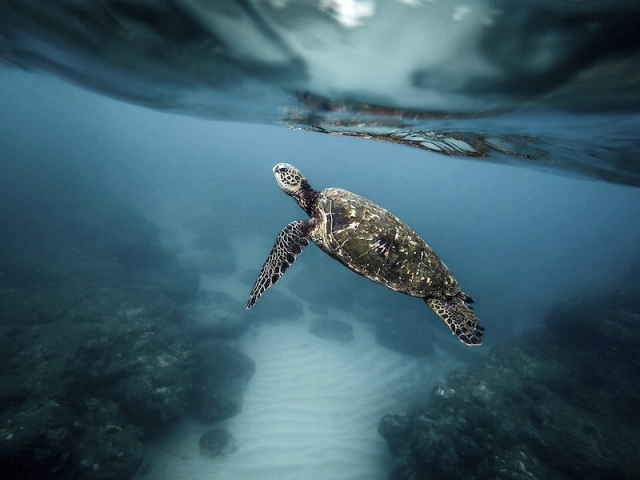 Sea turtle swimming in the ocean. | Free Photo - rawpixel