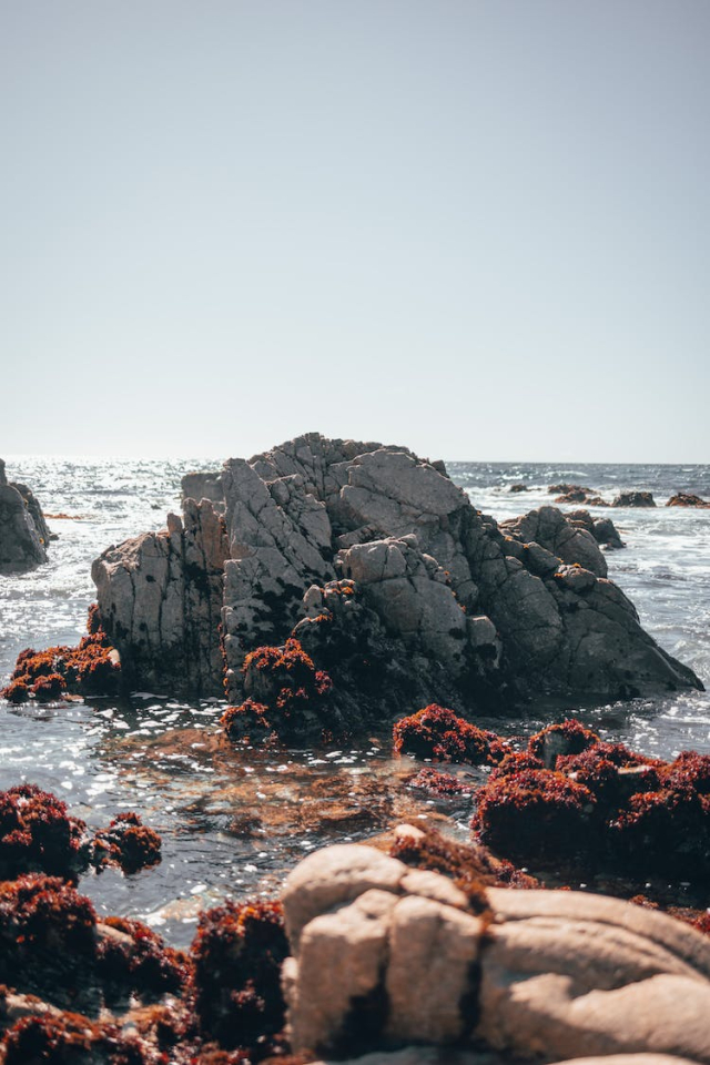 Sea Weeds Growth on On Rocky Shore