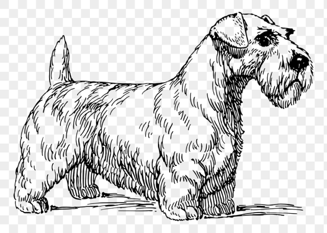 Sealyham dog png sticker, vintage | Free PNG - rawpixel