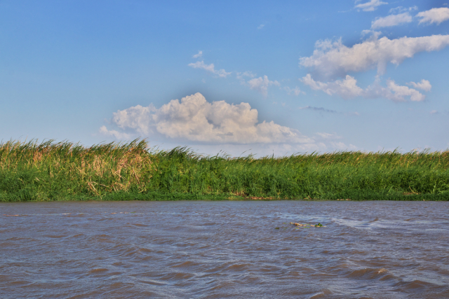 Serene River Landscape with Lush Greenery