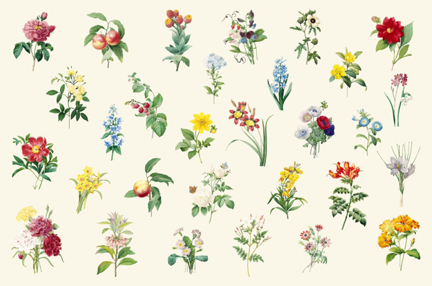 Set of beautiful blooming wildflowers