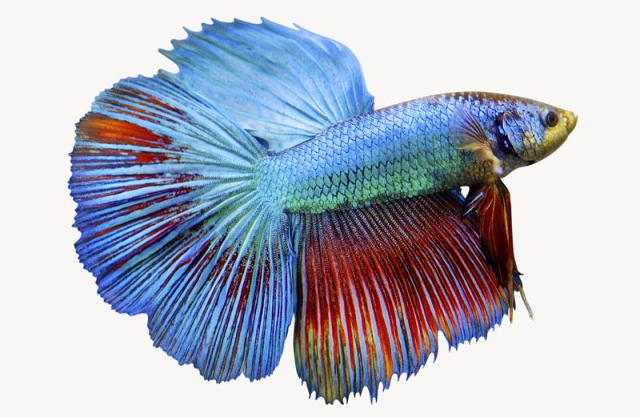 Siamese fighting fish, animal isolated | Free Photo - rawpixel