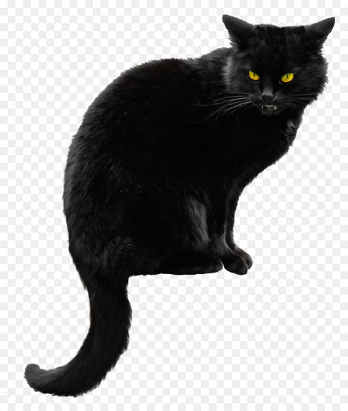 Siberian cat Kitten Black cat Halloween - Black Cat PNG File