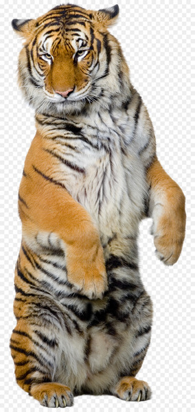 Siberian Tiger Sumatran tiger Bengal tiger White tiger Illustration - tiger