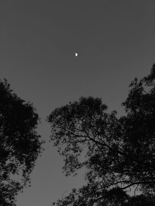 Silhouette of Trees Under Full Moon · Free Stock Photo