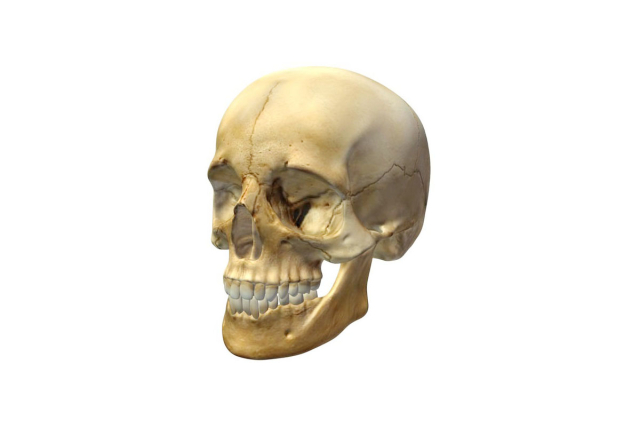Skull 3D Model
