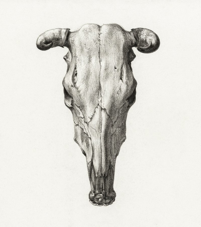 Skull of a cow (1816) | Free Photo Illustration - rawpixel
