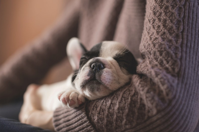 Sleeping puppy rests in arm | Free Photo - rawpixel