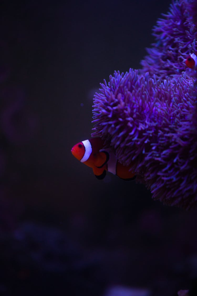 Small clown fish behind lilac anemone underwater
