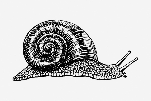 Snail drawing, vintage animal illustration. | Free Photo - rawpixel