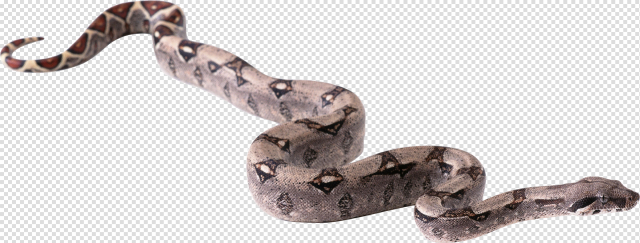 Snake PNG | Animal PNG | Pinterest | Animal