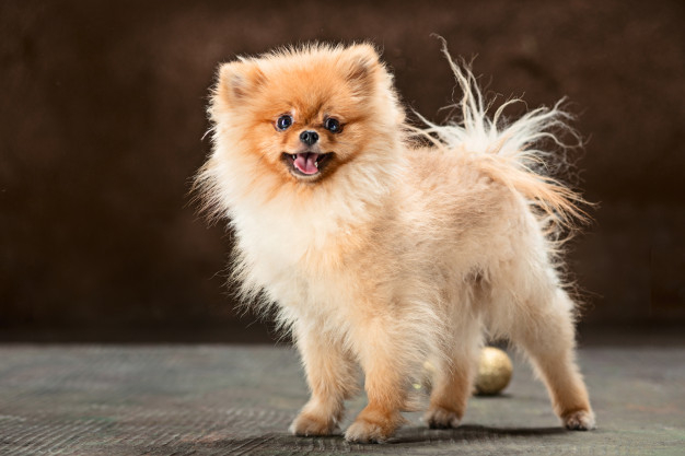 Spitz dog posing Free Photo