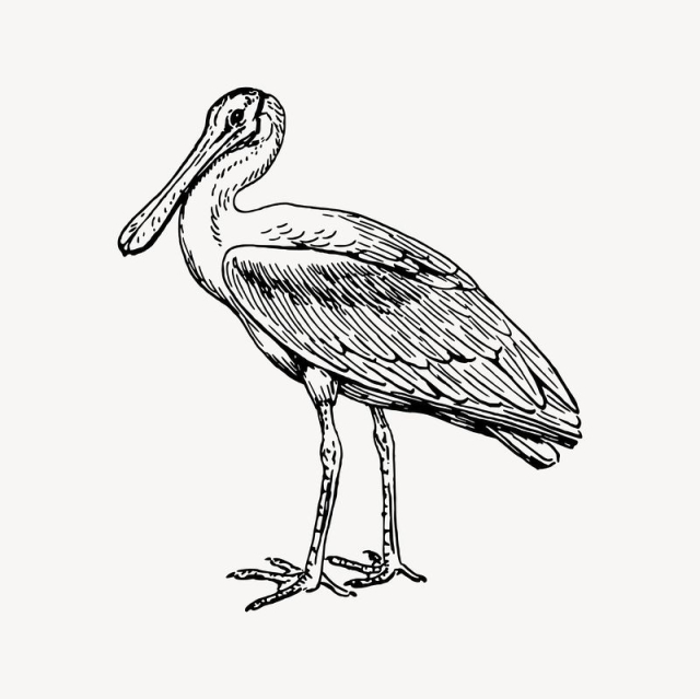 Free: Spoonbill clipart, drawing illustration vector. | Free Vector ...