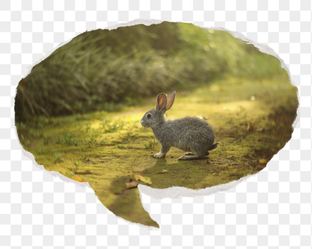 Free: Spring rabbit png animal sticker, | Free PNG - rawpixel - nohat.cc