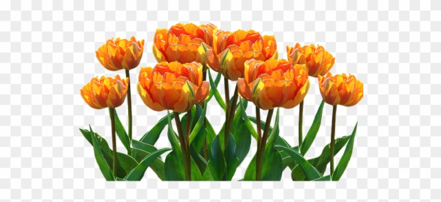 Spring, Tulips, Easter, Nature, Spring Flower, Flowers - Orange Tulips Png