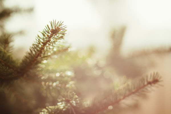 Spruce close-up