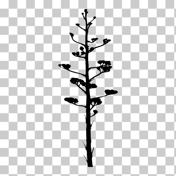 SVG 039 agave bloom