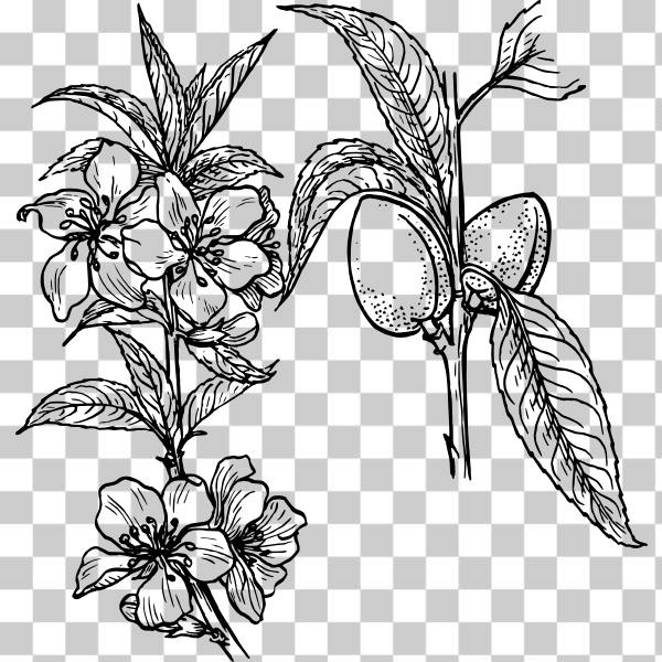 SVG Almond plant