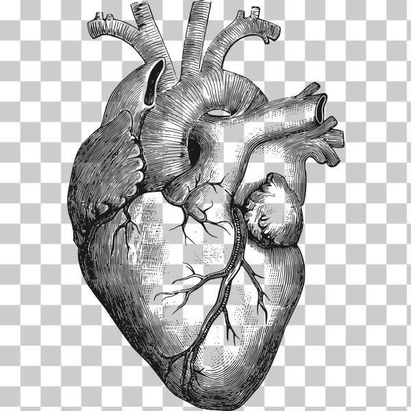 SVG Anatomical heart vector illustration