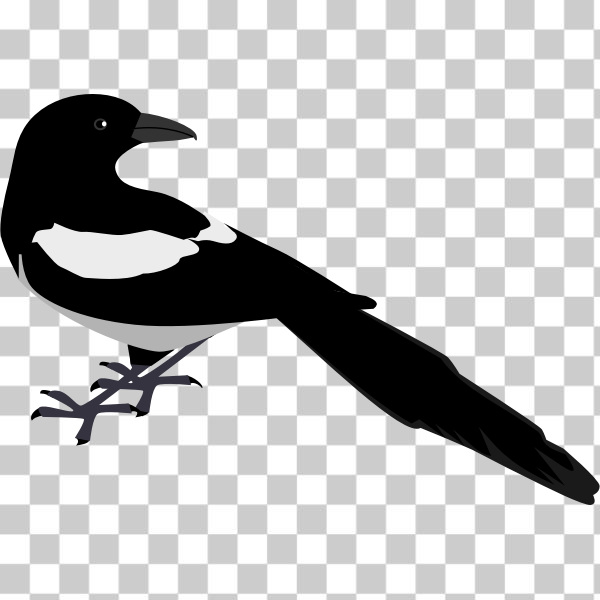 SVG Magpie