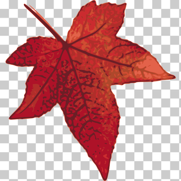 SVG Red maple leaf vector image