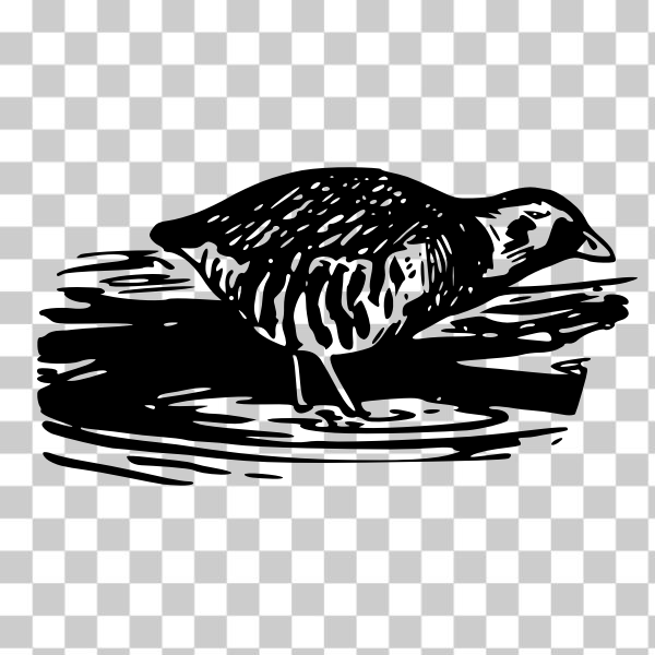 SVG Sora bird vector drawing