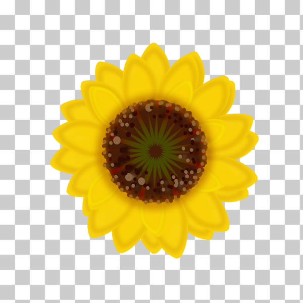 SVG Sunflower