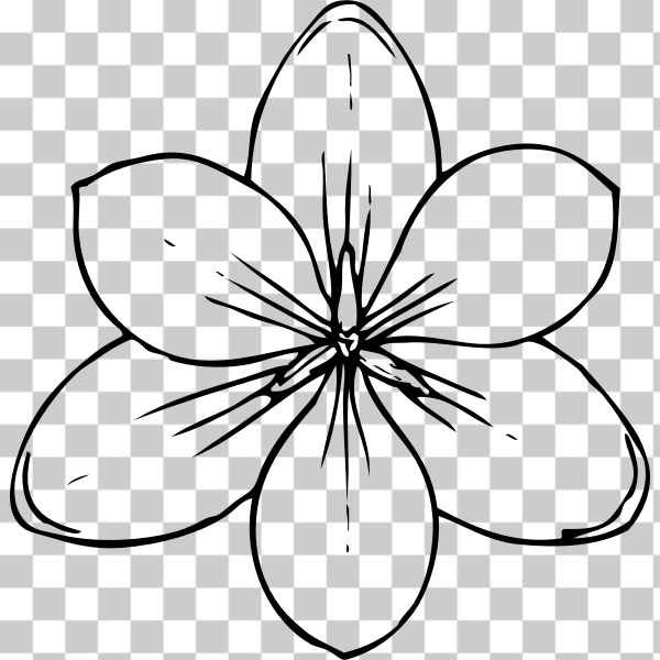 SVG Vector image of crocus flower top view