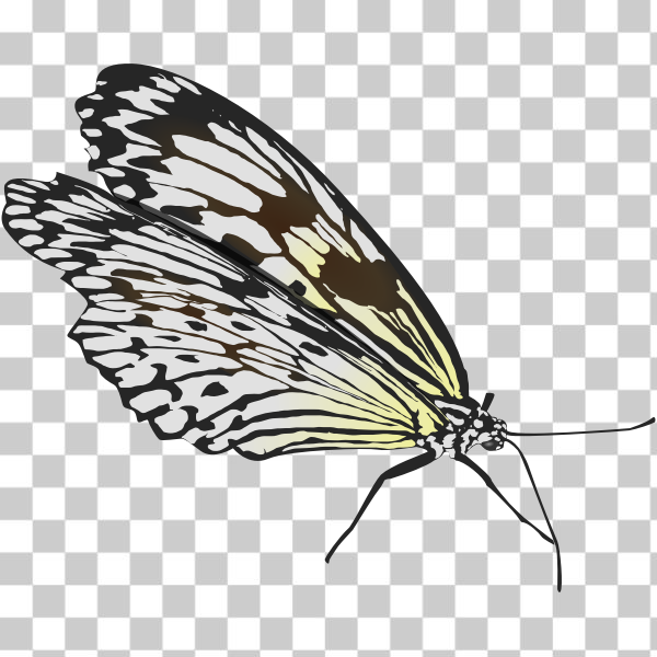 SVG Walking butterfly vector drawing