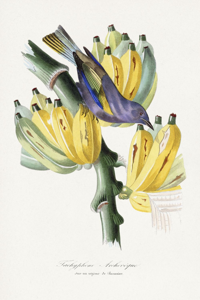 Tachyphone archeveque bird painting, Le | Free Photo Illustration - rawpixel