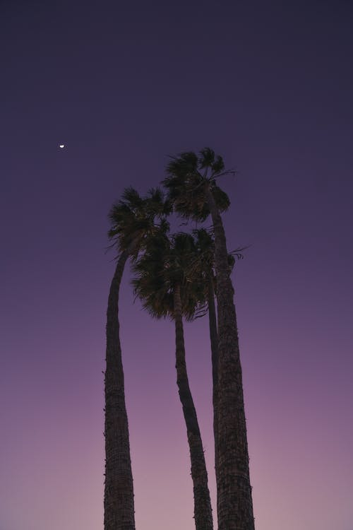 Tall Palm Trees under Purple Sky · Free Stock Photo
