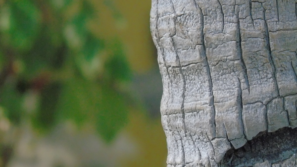 Free: Tan Tree Trunk - nohat.cc