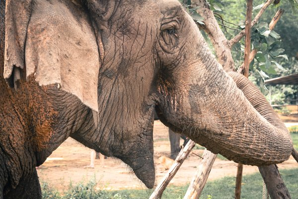 Thai Elephant