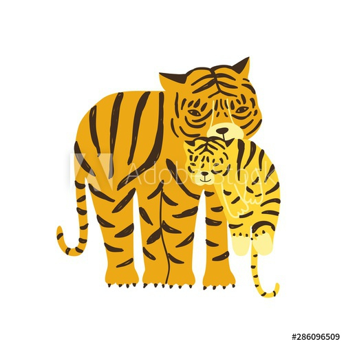 Tiger carrying its cub isolated on white background