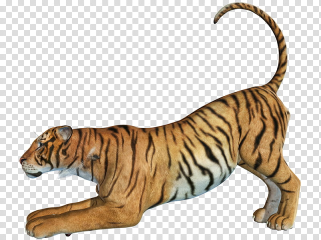 Tiger , tiger animal transparent background PNG clipart