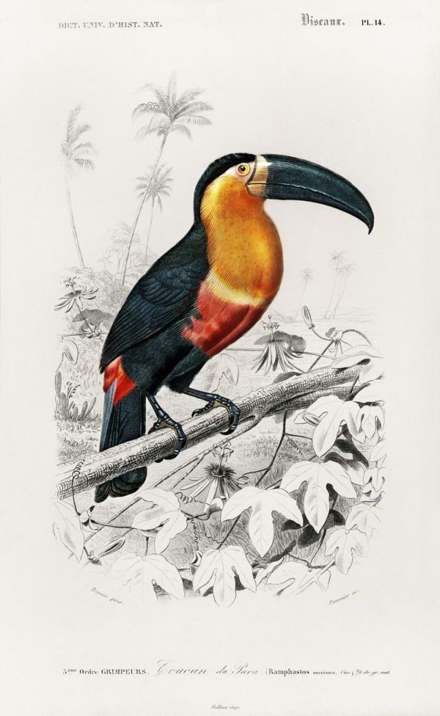 Toucan (Ramphastos) illustrated by Charles | Free Photo Illustration - rawpixel