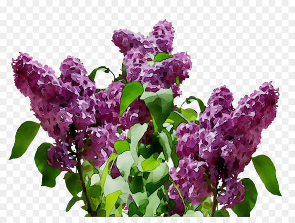 Transparent Lilac Common lilac Flower Clip art Diagram -