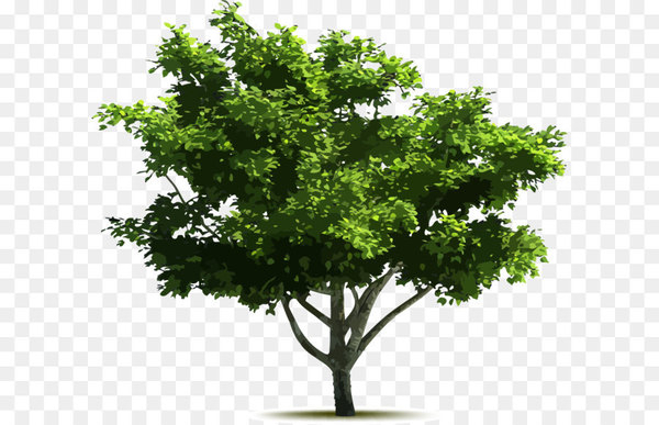 Free Tree Euclidean Vector Adobe Illustrator Vector Hand Painted